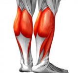 Por qué es tan importante el sóleo, el músculo al que llaman el "segundo corazón"