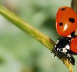 Por qué cada vez más personas cuidan sus plantas para que se las coman los insectos