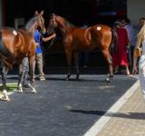 Unos 6 mil caballos pura sangre nacen al año y 120 se exportan a Estados Unidos, Japón y Sudáfrica