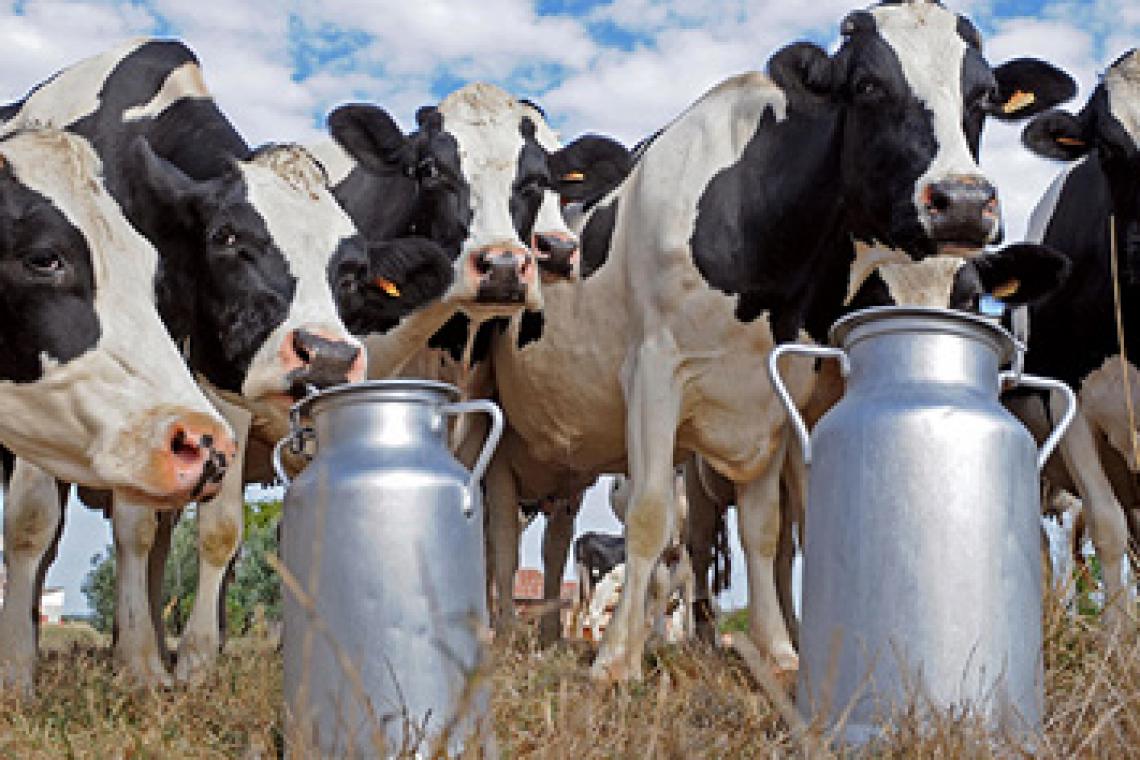 Advierten que la producción de leche es la más baja de los últimos cinco años