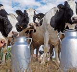 Advierten que la producción de leche es la más baja de los últimos cinco años