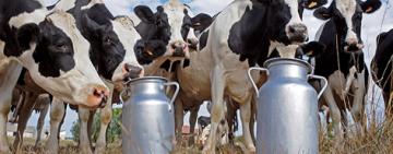 Advierten que la producción de leche es la más baja de los últimos cinco años