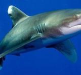 Impactante hallazgo: 13 tiburones en la costa de Río de Janeiro dan positivo para cocaína
