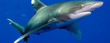 Impactante hallazgo: 13 tiburones en la costa de Río de Janeiro dan positivo para cocaína