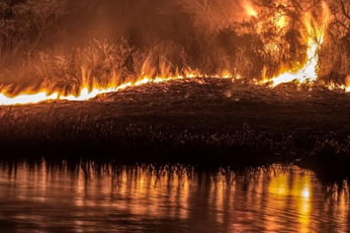 Implementan un plan de acción para combatir los incendios forestales en el Delta del Paraná
