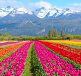 Dos millones de tulipanes están por florecer en la Patagonia: dónde visitarlo 
