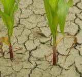 La Niña llega a la Argentina: se esperan fuertes sequías y un clima fuera de lo normal