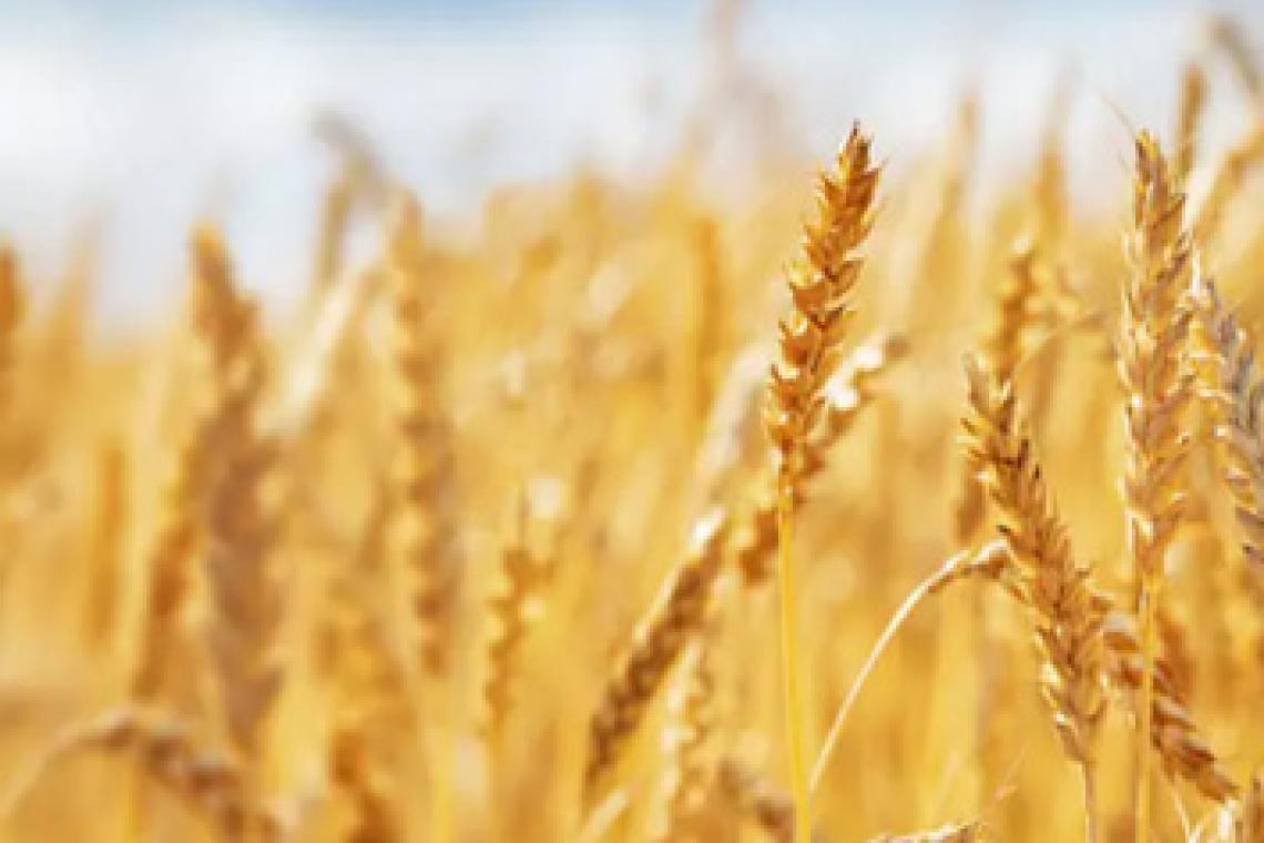 Cae la estimación de la cosecha de trigo por falta de lluvias