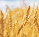 Cae la estimación de la cosecha de trigo por falta de lluvias