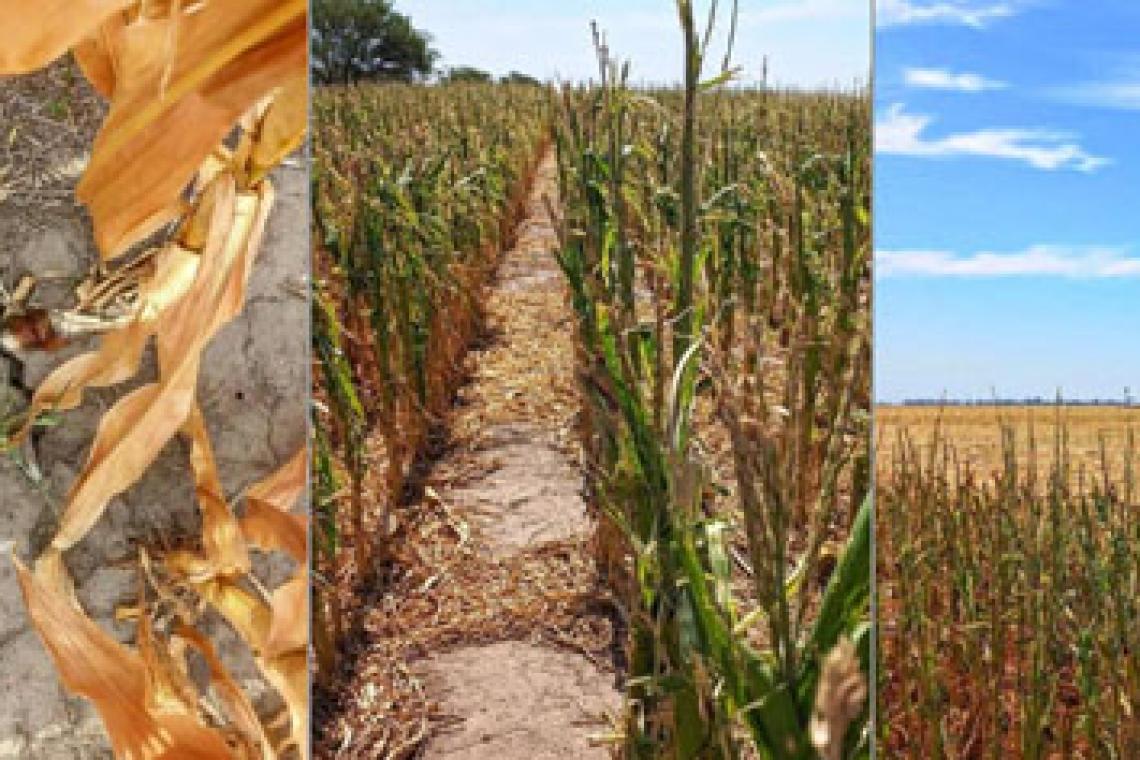 Provincia declaró la emergencia por desastre agropecuario en cuatro departamentos del norte