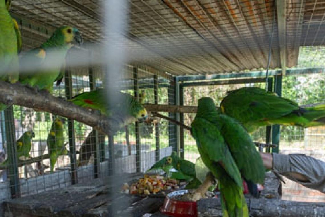 Ambiente: nuevas especies llegaron a Santa Fe para ser reinsertados en sus hábitats