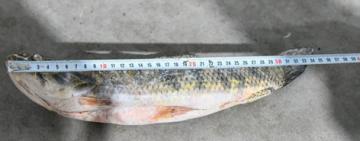 Provincia intensifica los controles y decomisos contra la pesca ilegal