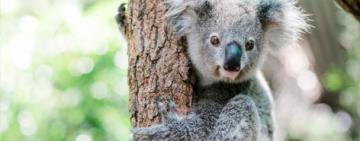 Australia sacrificó a 750 koalas con francotiradores desde helicópteros tras un incendio