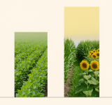 Estiman una caída en la superficie sembrada de soja, pero récord en maíz y girasol para la campaña 2025/26