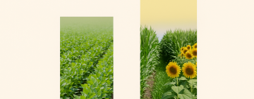 Estiman una caída en la superficie sembrada de soja, pero récord en maíz y girasol para la campaña 2025/26