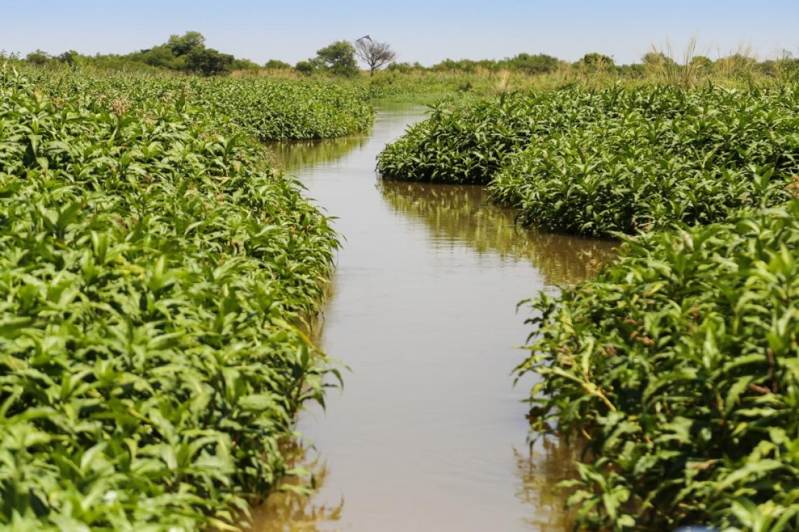 Delta del Paraná: la Justicia falló a favor del Municipio para recuperar 800 hectáreas de humedales
