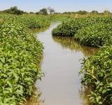 Delta del Paraná: la Justicia falló a favor del Municipio para recuperar 800 hectáreas de humedales