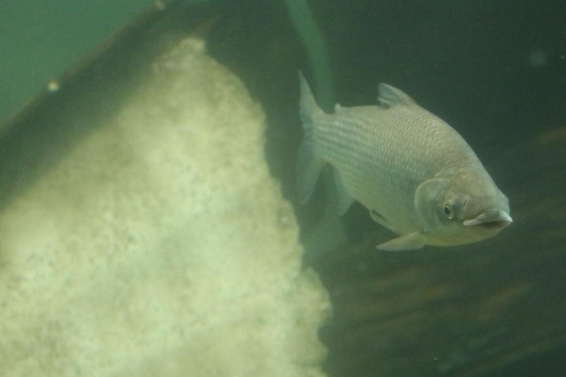 Por qué es importante limitar la exportación de peces del río Paraná