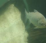 Por qué es importante limitar la exportación de peces del río Paraná