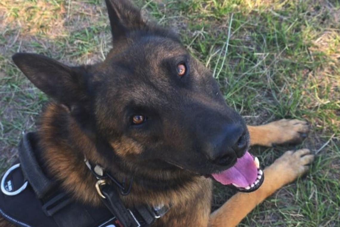 Perros de la PDI se consagraron campeón y subcampeón argentinos 