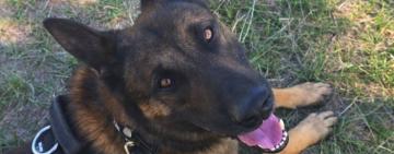 Perros de la PDI se consagraron campeón y subcampeón argentinos 