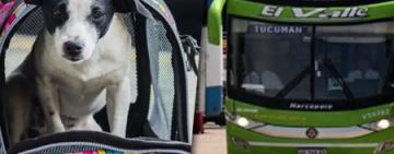 Viajar con mascotas: el Gobierno habilitó su traslado en micros y trenes de larga distancia