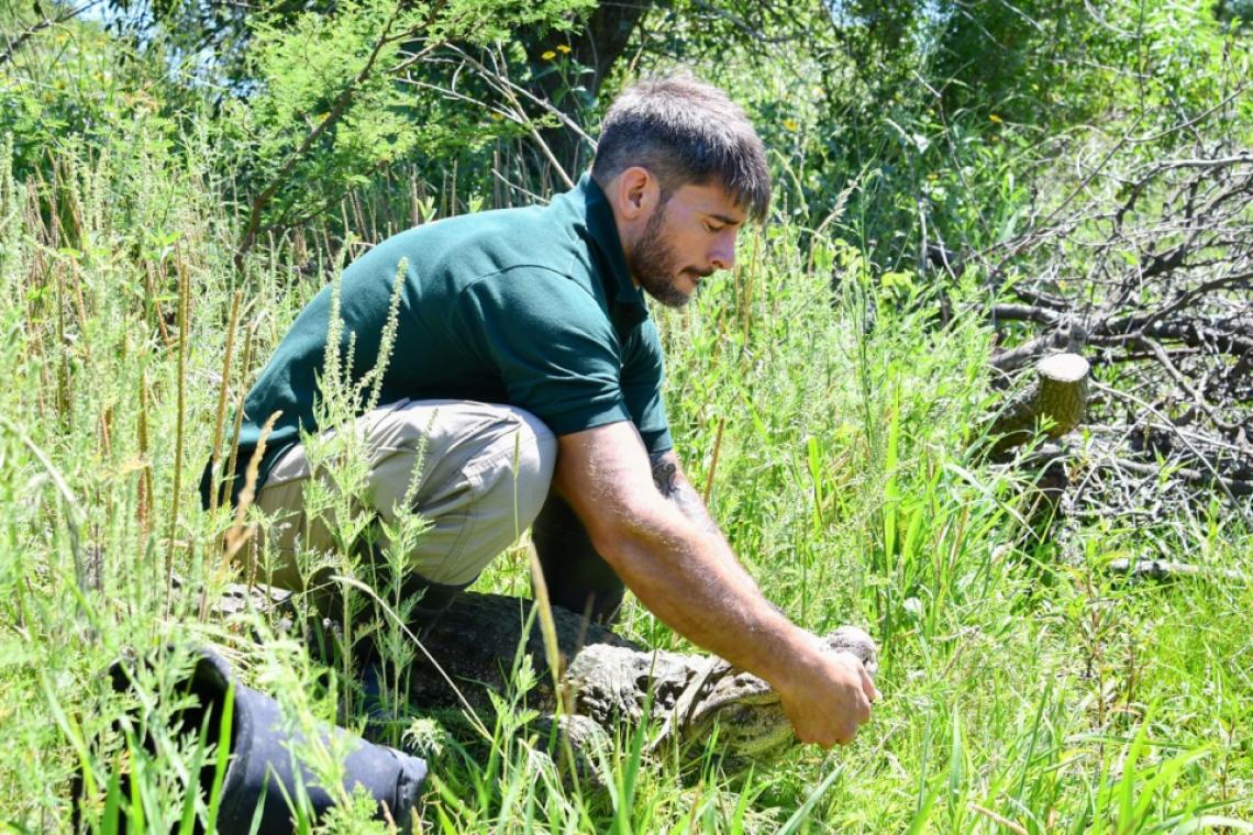 Santa Fe logró la reinserción de Ricardito, el yacaré que pasó más de una década fuera de su hábitat