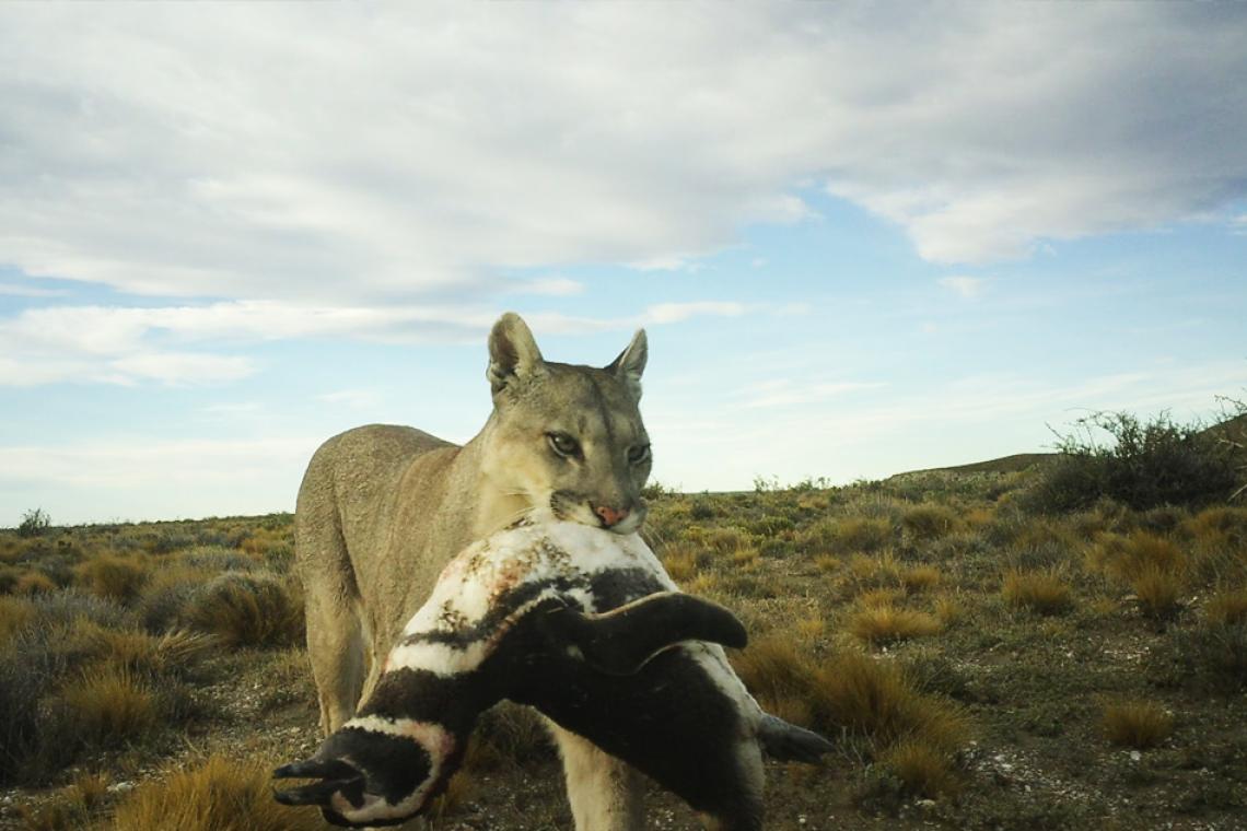 Los pumas empezaron a cazar pingüinos en la Patagonia: una relación nunca antes documentada