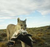 Los pumas empezaron a cazar pingüinos en la Patagonia: una relación nunca antes documentada