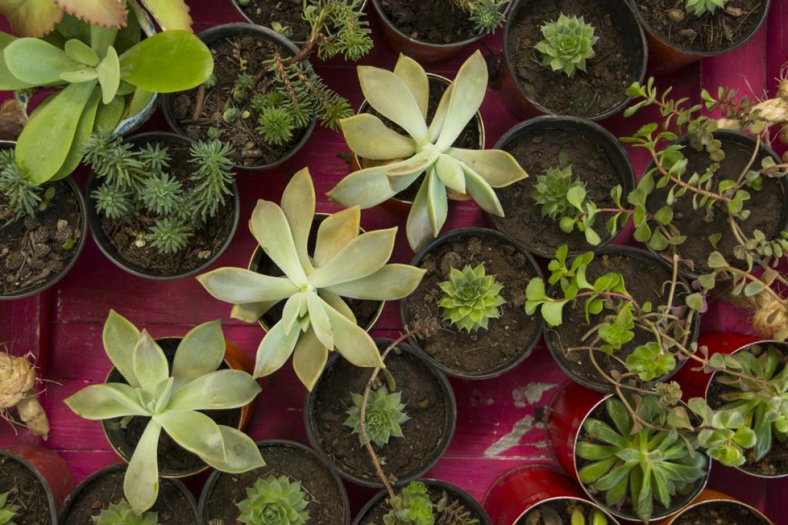 El municipio dictará durante enero dos talleres en la Escuela de Jardinería