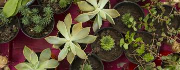 El municipio dictará durante enero dos talleres en la Escuela de Jardinería