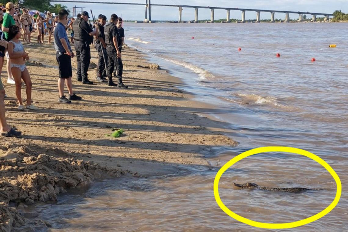 Sorpresa en La Florida: apareció un yacaré en plena jornada de Carnaval y generó preocupación