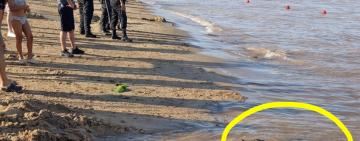 Sorpresa en La Florida: apareció un yacaré en plena jornada de Carnaval y generó preocupación