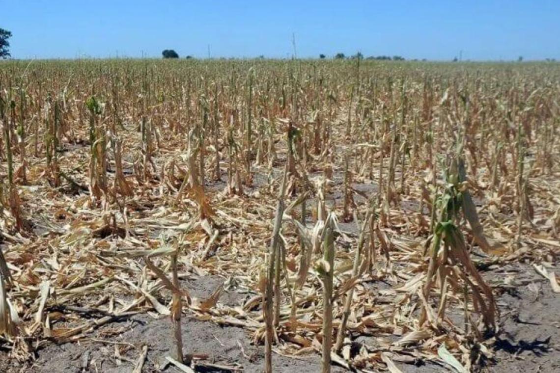 Economía prorroga la emergencia agropecuaria por sequía en nueve distritos de Santa Fe