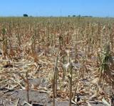Economía prorroga la emergencia agropecuaria por sequía en nueve distritos de Santa Fe