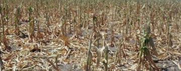 Economía prorroga la emergencia agropecuaria por sequía en nueve distritos de Santa Fe