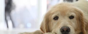 Hospital Animal Rosario: abrió sus puertas tras completar la primera etapa de obras