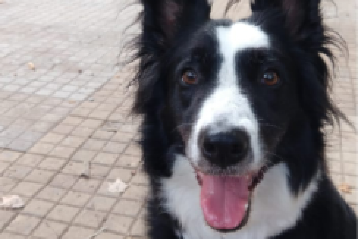 Felicidad que deja pelos en la ropa