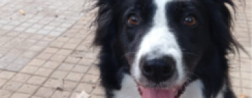 Felicidad que deja pelos en la ropa