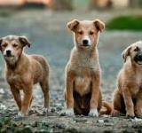 Un mes dedicado a nuestras mascotas