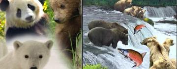 Un zoológico en casa y en la tuya también 