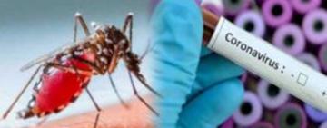 Dengue y Covid 19: semejanzas y diferencias de dos enfermedades de gran compromiso social