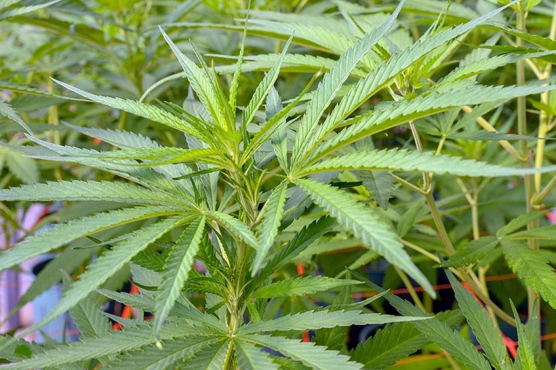 Cannabis sativa: del oscurantismo al acceso a un medicamento seguro