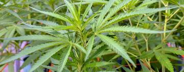 Cannabis sativa: del oscurantismo al acceso a un medicamento seguro