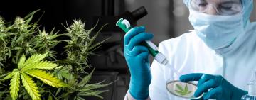 Santa Fe avanza en la investigación y producción de cannabis para uso medicinal