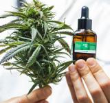 Cannabis, industria argentina