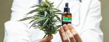 Cannabis, industria argentina