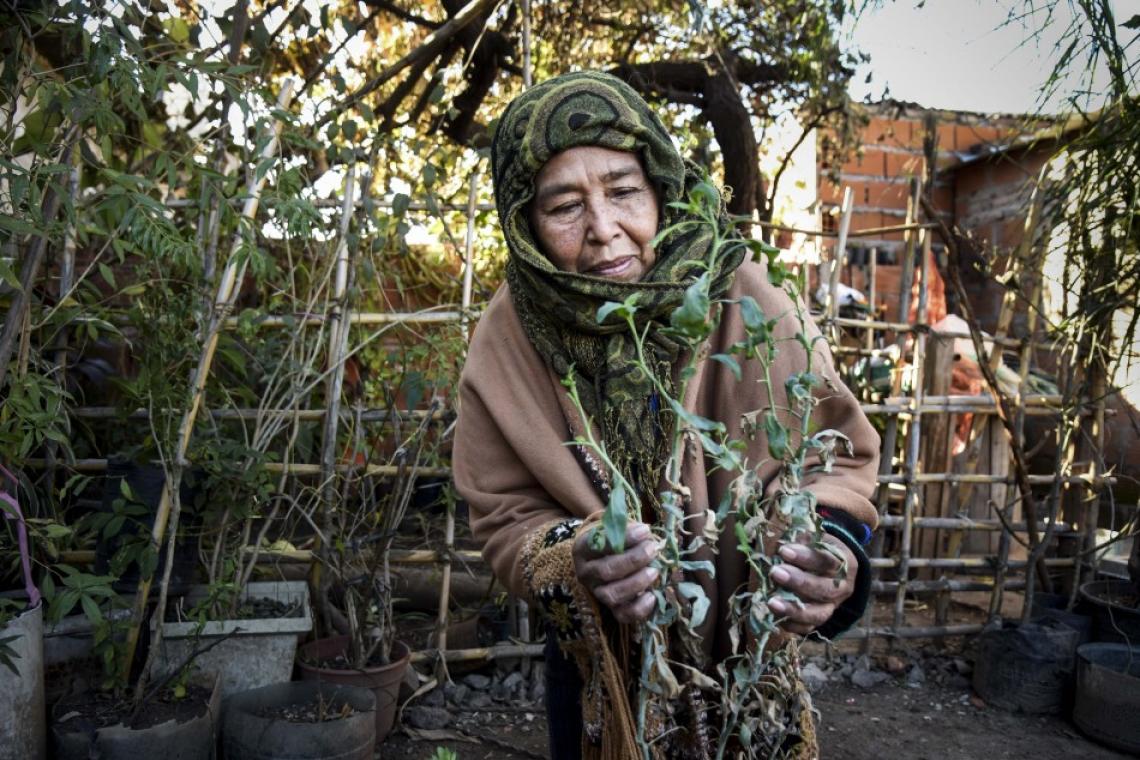 Agosto, mes de rituales: llegan la caña con ruda y ofrendas a la Pachamama