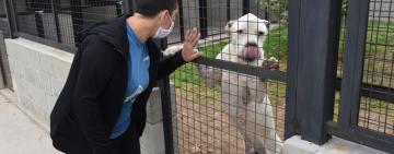 Se inició el traslado de los perros del IMUSA al Centro de Adopción Municipal