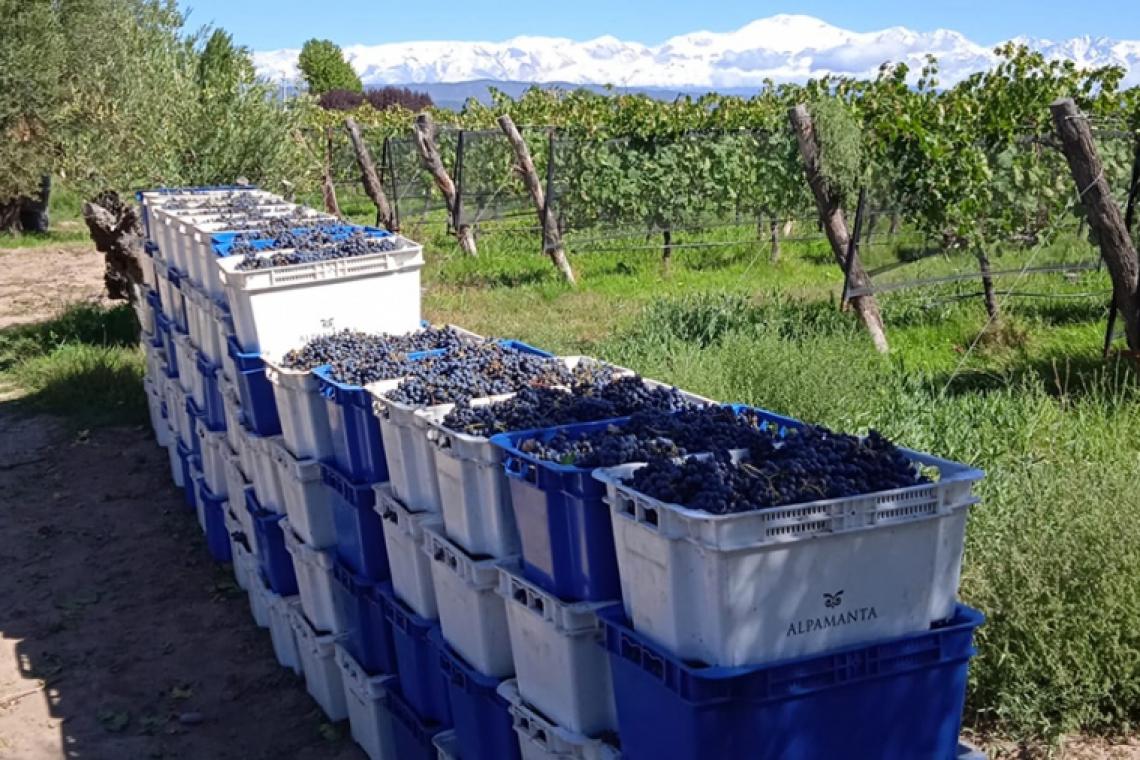 Vino biodinámico, la bebida nacional que nace de los "cuatro reinos"